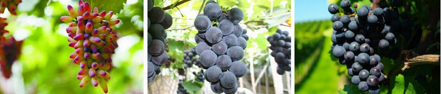 廣西農科院引入天潤智力智慧農業技術,開啟葡萄種植研究