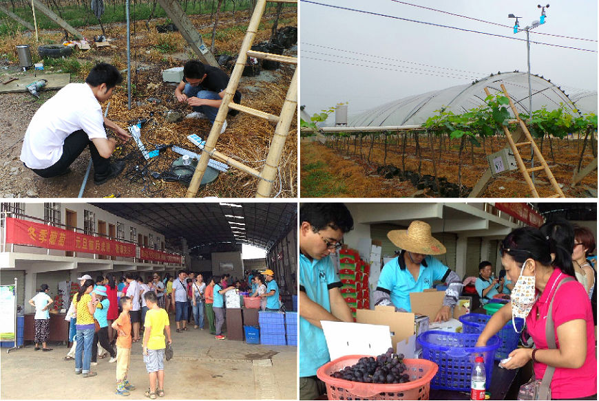 廣西農科院引入天潤智力智慧農業技術,開啟葡萄種植研究