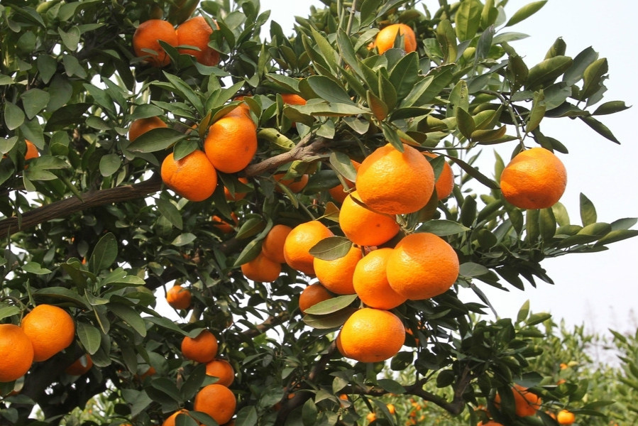 廣西特色作物研究院利用智慧農(nóng)業(yè)技術,提升科研力量水平