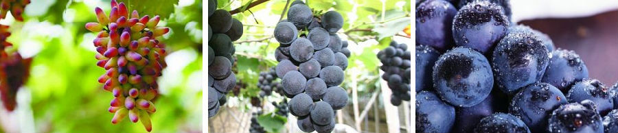 柳州鹿寨現(xiàn)代精品葡萄示范園,感受智慧農(nóng)業(yè)的精準(zhǔn)高效