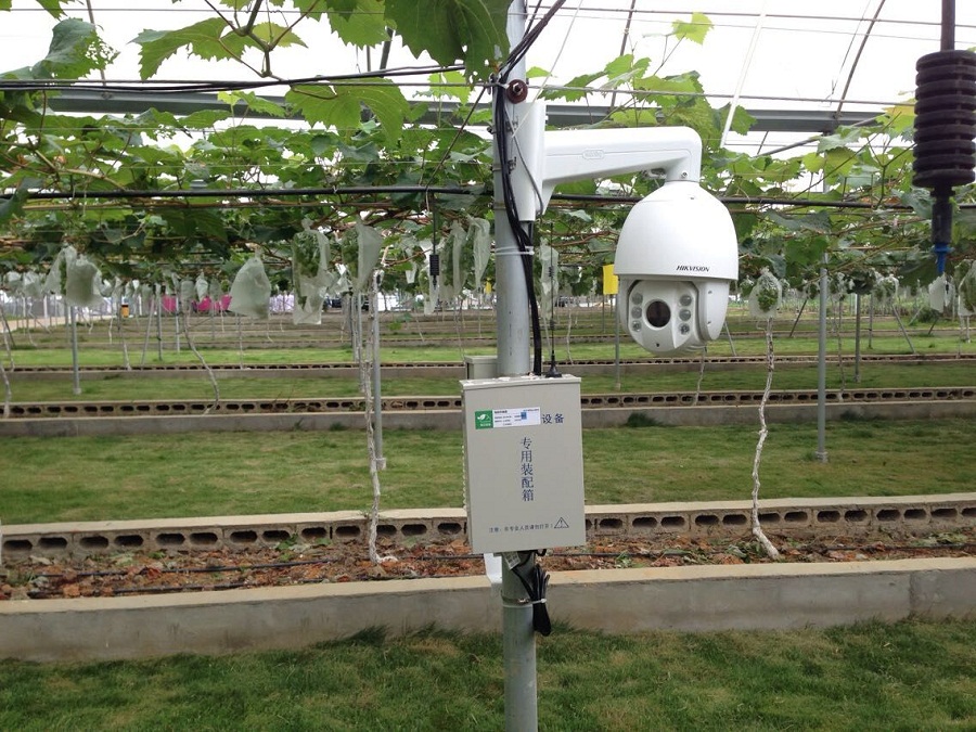 柳州鹿寨現(xiàn)代精品葡萄示范園,感受智慧農(nóng)業(yè)的精準(zhǔn)高效