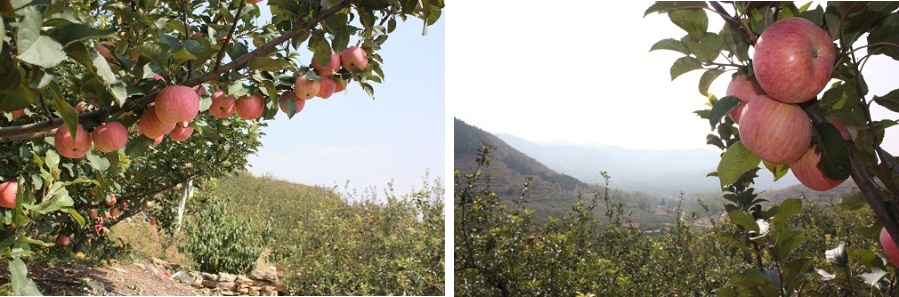 山東蘋果智能灌溉,智慧農業技術讓農業生產更高效