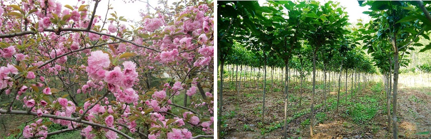 山東沂源櫻花示范園利用天潤智力智慧農業解決方案,開啟標準化種植