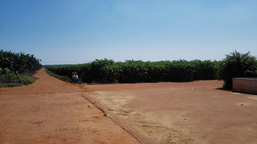 廣東徐聞縣行業(yè)級農(nóng)業(yè)科技示范園嫁接智慧農(nóng)業(yè)實現(xiàn)智能種植管理