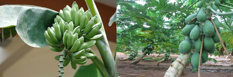 廣東徐聞縣行業(yè)級農(nóng)業(yè)科技示范園嫁接智慧農(nóng)業(yè)實現(xiàn)智能種植管理