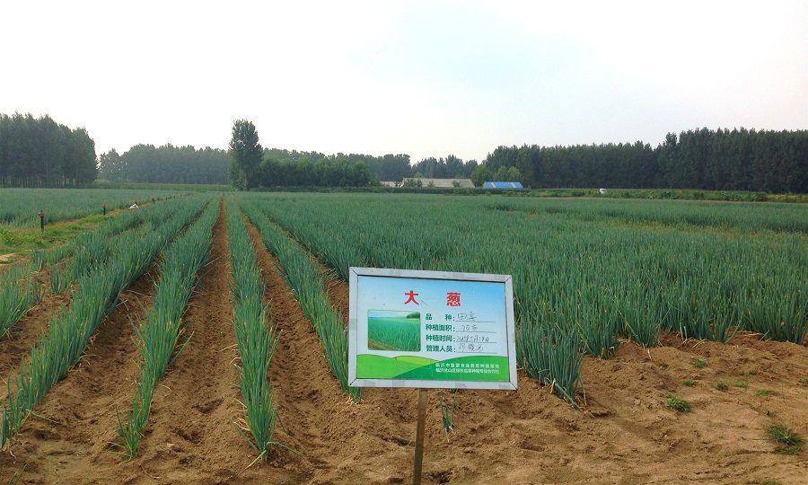 基地外種植的大蔥