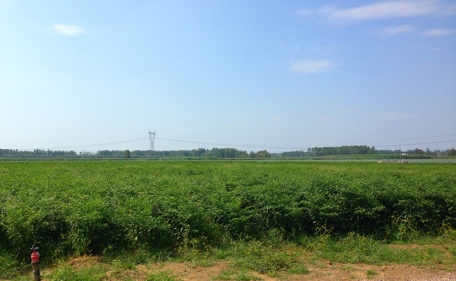 大棚外種植的辣椒