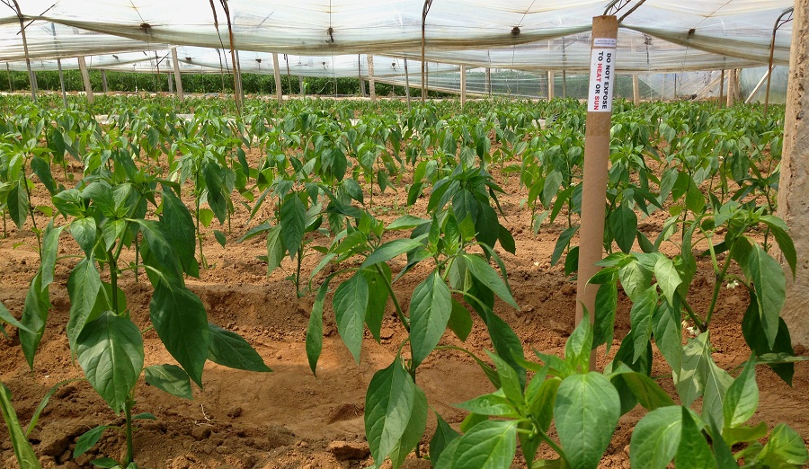 土壤溫度、土壤濕度傳感器埋入地下25公分左右,監測辣椒根系土壤溫度及水分情況