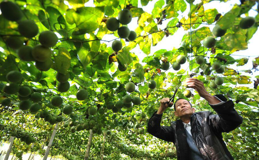 廣西獨有的羅漢果,也因為智慧農業技術實現標準化生產