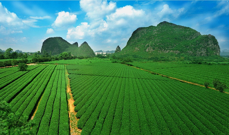 廣西桂林茶葉研究所借助智慧農(nóng)業(yè)技術(shù)開(kāi)展精細(xì)化種植