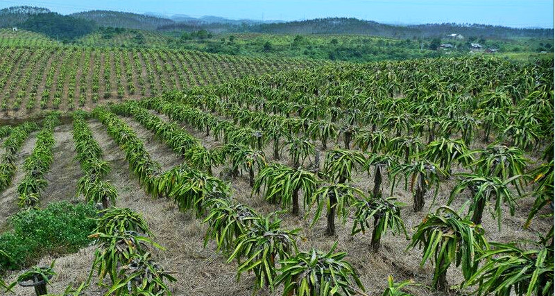 天潤智力智慧農(nóng)業(yè)解決方案,為首個火龍果標準化生產(chǎn)體系提供智能化監(jiān)控