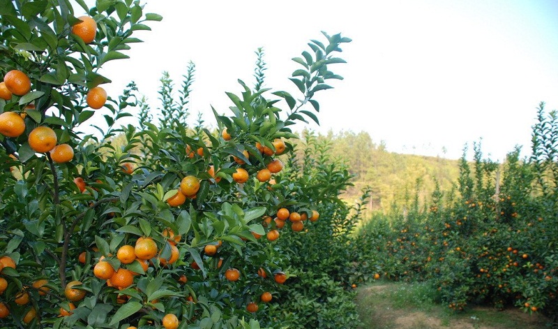 廣西特色作物研究院利用智慧農(nóng)業(yè)技術(shù),提升作物精確度