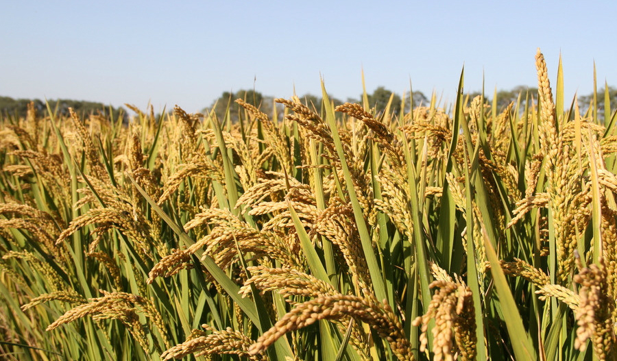 行業(yè)級(jí)有機(jī)水稻生產(chǎn)基地,智慧農(nóng)業(yè)讓種植更科學(xué)