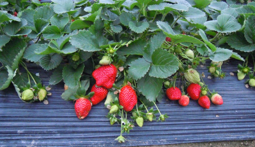 從生產源頭把控品質,智慧農業監控為這里的草莓架起保護網