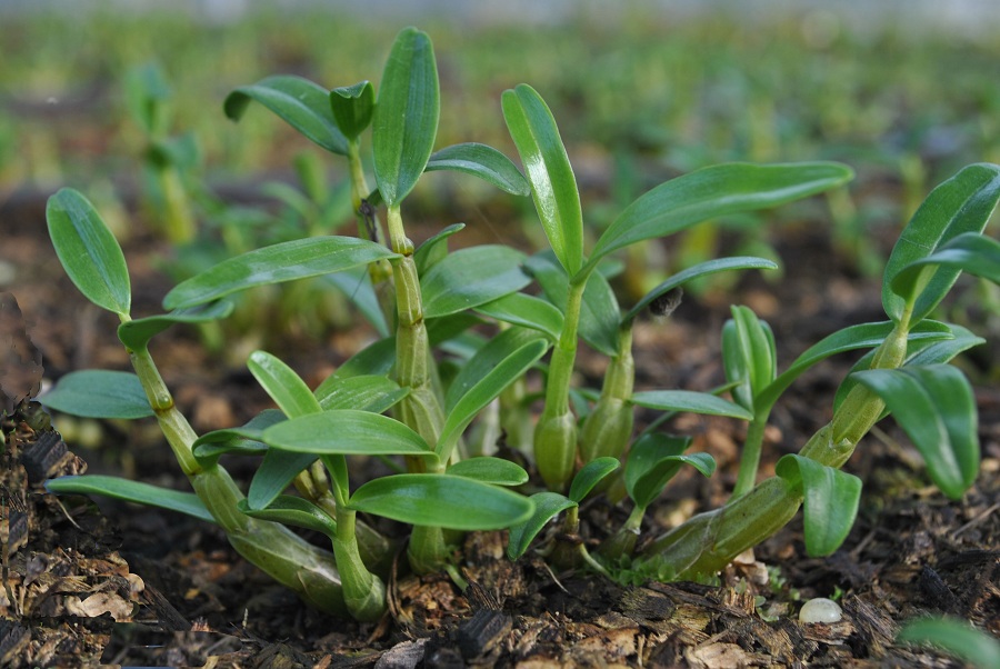 智慧農業服務之風正在席卷“植物王國”云南