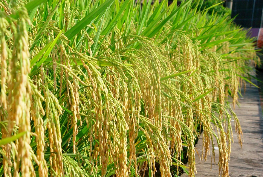 廣西力拓農業利用智慧農業技術,全程把控水稻種植