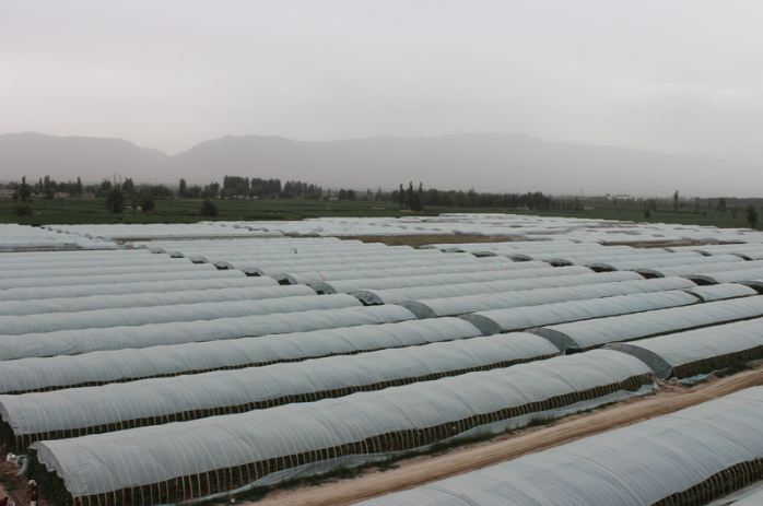 甘肅張掖現代農業示范園,開啟智慧農業標準化種植