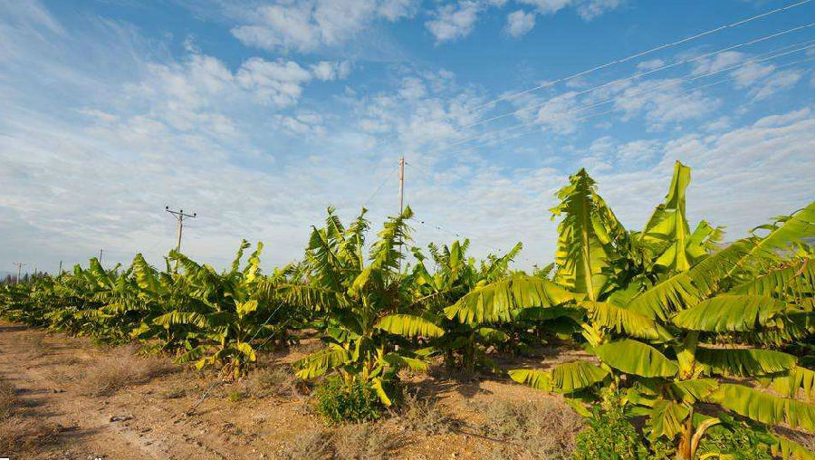 廣東徐聞縣行業級農業科技示范園,也享受智慧農業的高效與便利