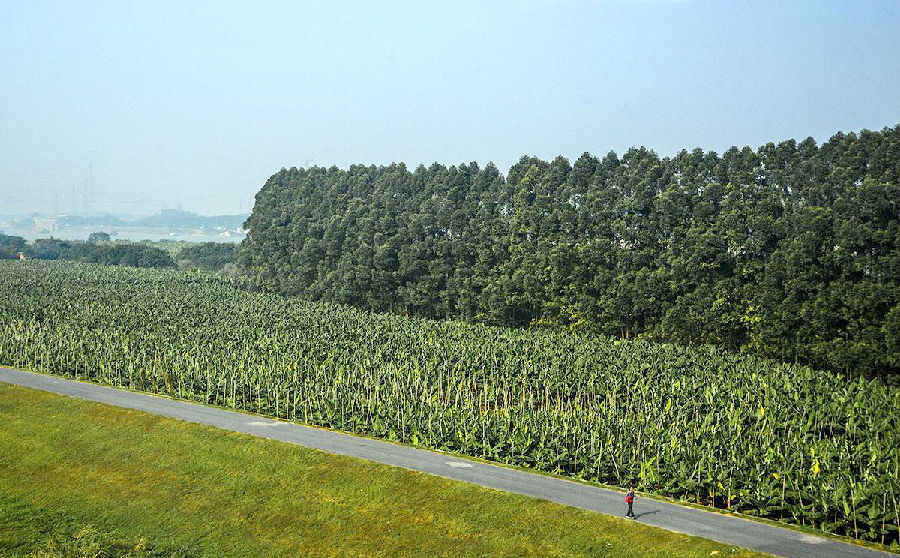 廣東徐聞縣行業級農業科技示范園,也享受智慧農業的高效與便利