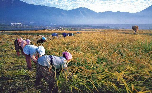 大米安全事件頻出,而他們家的水稻卻能全程溯源,從源頭把控品質