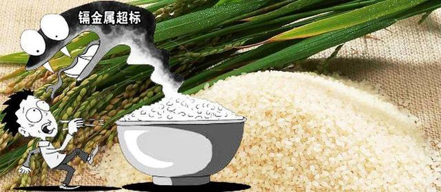 大米安全事件頻出,而他們家的水稻卻能全程溯源,從源頭把控品質