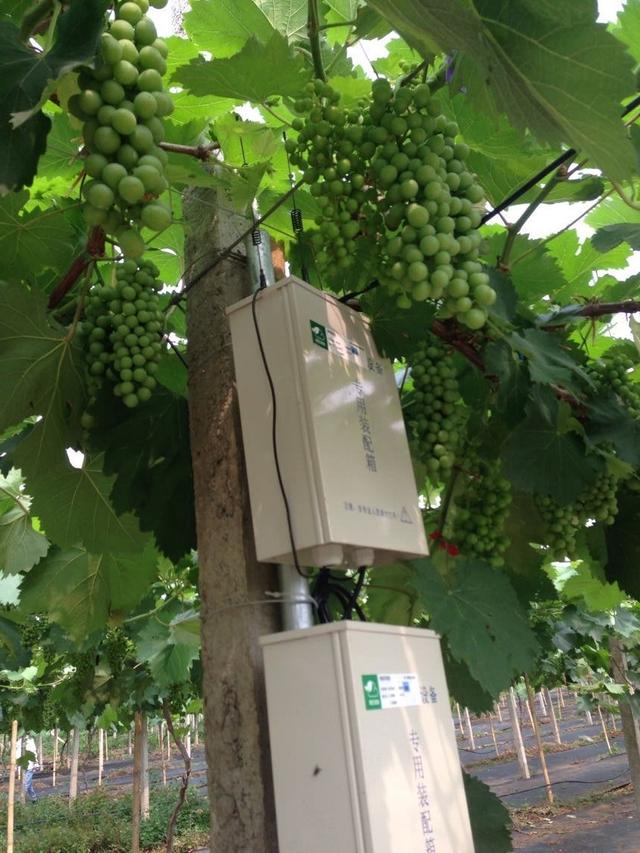 荒廢了四分之三的葡萄園,竟也能為果業巨頭供應優質的陽光玫瑰