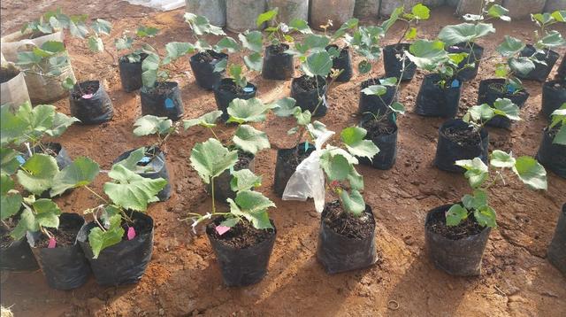 荒廢了四分之三的葡萄園,竟也能為果業巨頭供應優質的陽光玫瑰