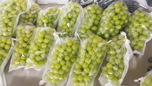 荒廢了四分之三的葡萄園,竟也能為果業巨頭供應優質的陽光玫瑰