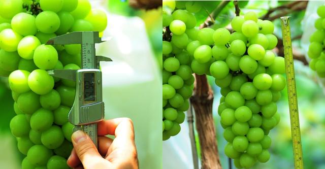 荒廢了四分之三的葡萄園,竟也能為果業巨頭供應優質的陽光玫瑰