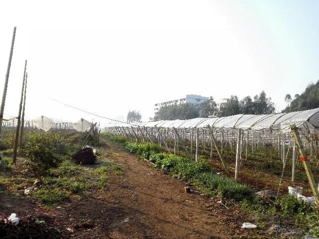 荒廢了四分之三的葡萄園,竟也能為果業巨頭供應優質的陽光玫瑰