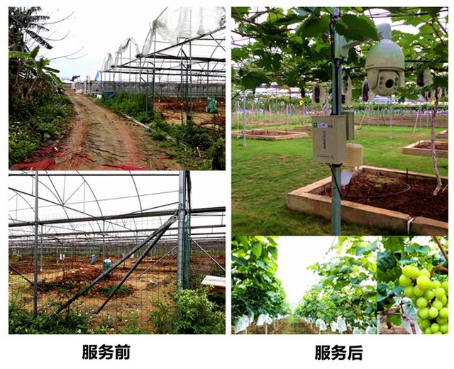 荒廢了四分之三的葡萄園,竟也能為果業巨頭供應優質的陽光玫瑰