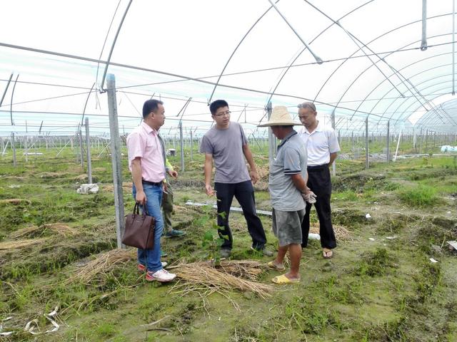 荒廢了四分之三的葡萄園,竟也能為果業巨頭供應優質的陽光玫瑰