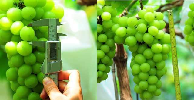 “機器”代替資深農技員,葡萄管家為其節約服務費近15萬