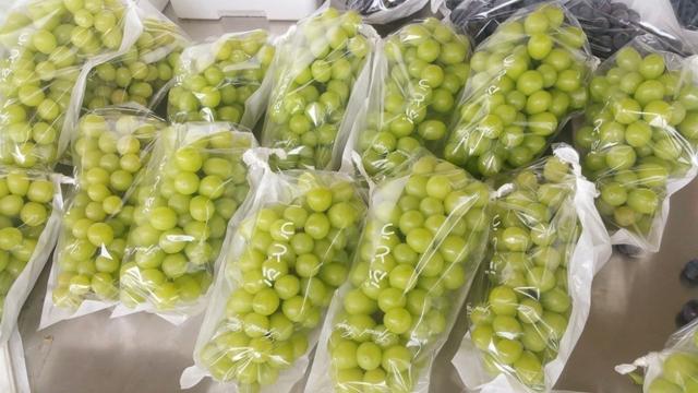 “機器”代替資深農技員,葡萄管家為其節約服務費近15萬