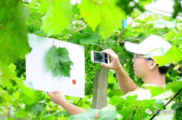 “機器”代替資深農技員,葡萄管家為其節約服務費近15萬