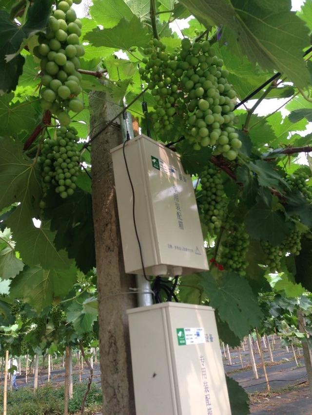 “機器”代替資深農技員,葡萄管家為其節約服務費近15萬