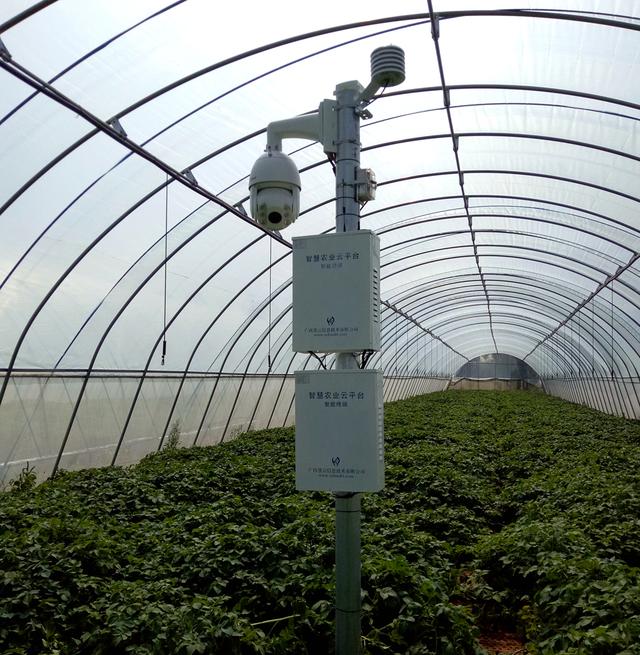 中國薯網攜手天潤智力,開啟馬鈴薯種薯智能種植