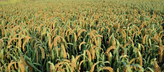 專注于科研的華大基因科技,也受益于智能監控帶來的精準與高效