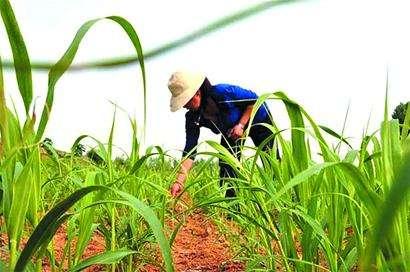 專注于科研的華大基因科技,也受益于智能監控帶來的精準與高效