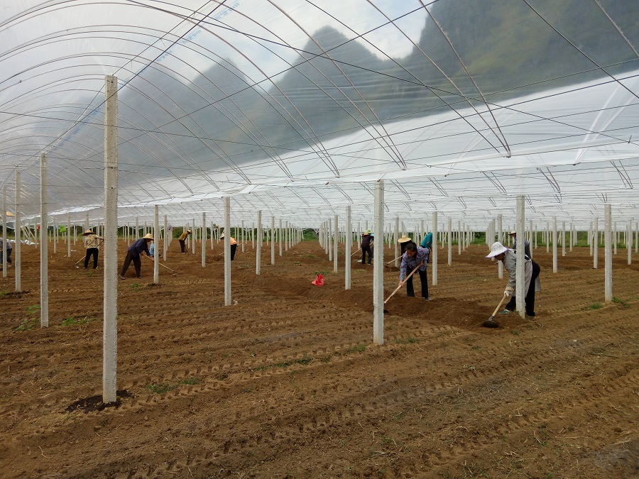 都安產(chǎn)業(yè)扶貧示范基地,智慧農(nóng)業(yè)標(biāo)準(zhǔn)化生產(chǎn) 都安產(chǎn)業(yè)扶貧示范基地,智慧農(nóng)業(yè)標(biāo)準(zhǔn)化生產(chǎn)