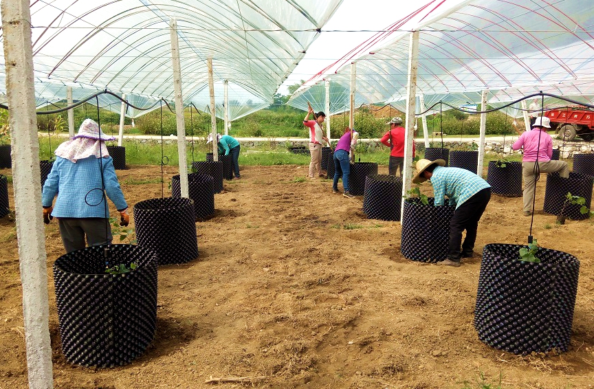 都安產(chǎn)業(yè)扶貧示范基地,智慧農(nóng)業(yè)標(biāo)準(zhǔn)化生產(chǎn) 都安產(chǎn)業(yè)扶貧示范基地,智慧農(nóng)業(yè)標(biāo)準(zhǔn)化生產(chǎn)