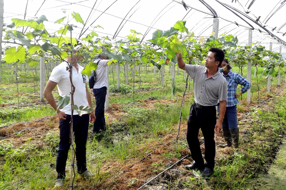 廣西東蘭縣山區開啟葡萄智能化產業扶貧生產示范 廣西東蘭縣山區開啟葡萄智能化產業扶貧生產示范