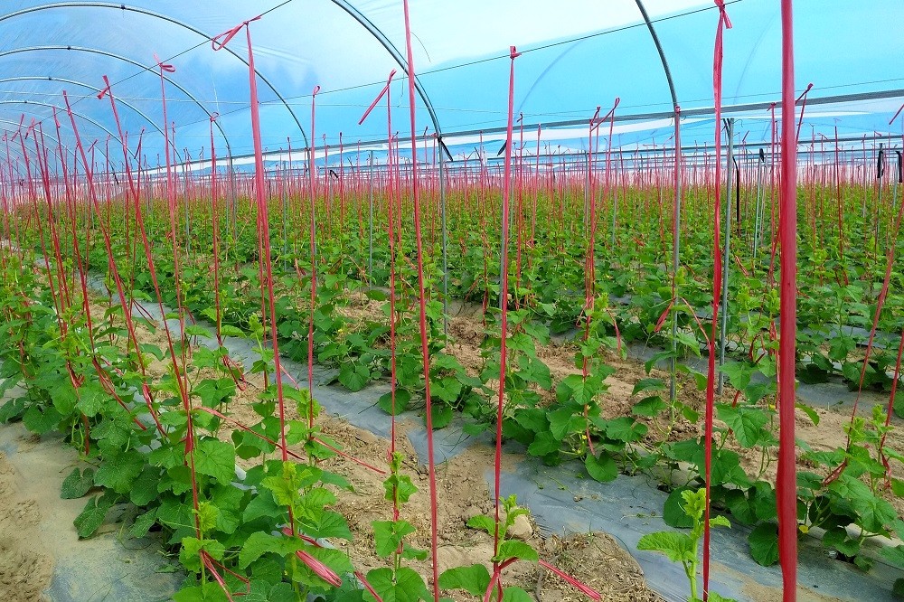 智慧農(nóng)業(yè)布局海南,智果科技打通產(chǎn)與銷 智慧農(nóng)業(yè)布局海南,智果科技打通產(chǎn)與銷