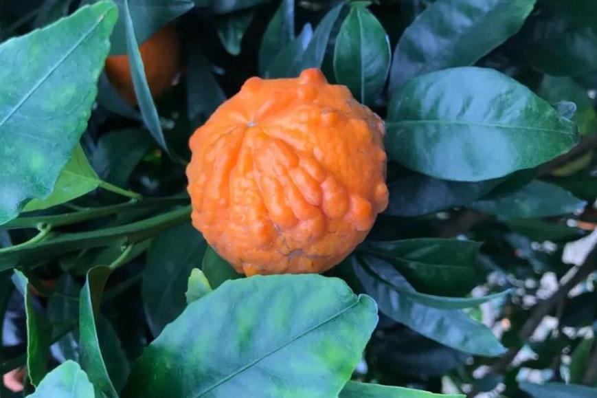 廣西沃柑利用智慧農業助力精細品控 廣西沃柑利用智慧農業助力精細品控