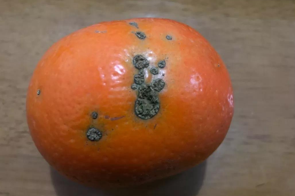 廣西沃柑利用智慧農業助力精細品控 廣西沃柑利用智慧農業助力精細品控