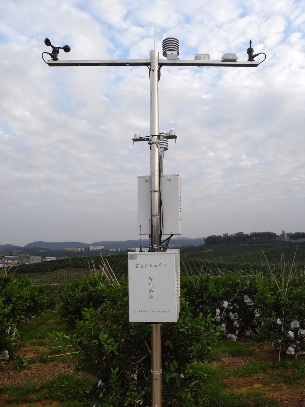 廣西沃柑利用智慧農業助力精細品控 廣西沃柑利用智慧農業助力精細品控