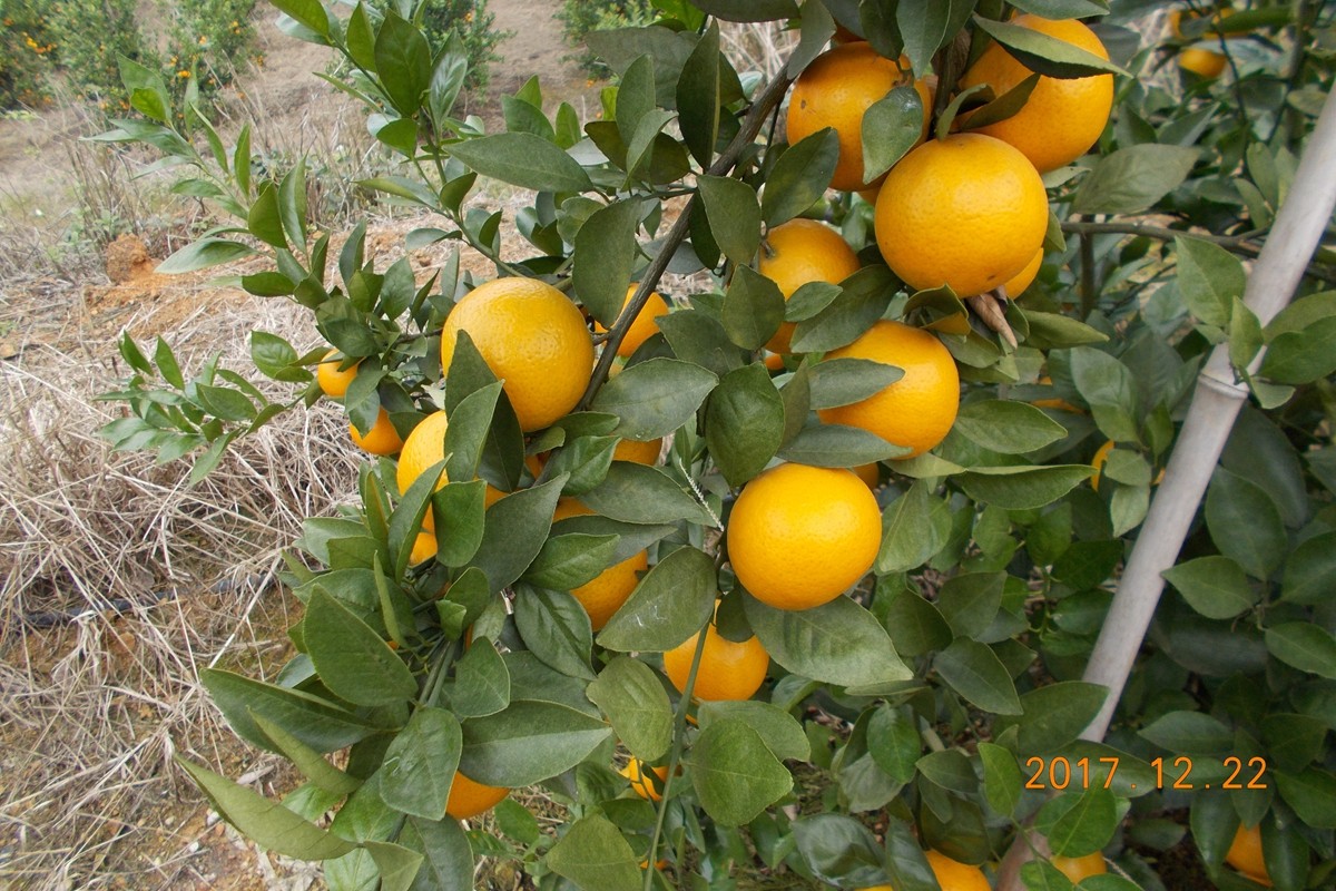 廣西沃柑利用智慧農業助力精細品控 廣西沃柑利用智慧農業助力精細品控