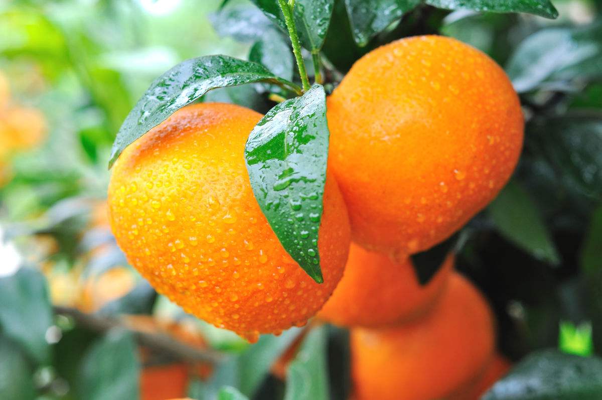 廣西沃柑利用智慧農業助力精細品控 廣西沃柑利用智慧農業助力精細品控