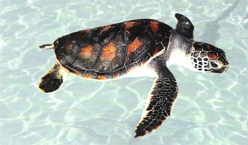 一村一品“黃沙鱉村”緊跟智慧農業步伐,對龜鱉全程溯源 一村一品“黃沙鱉村”緊跟智慧農業步伐,對龜鱉全程溯源