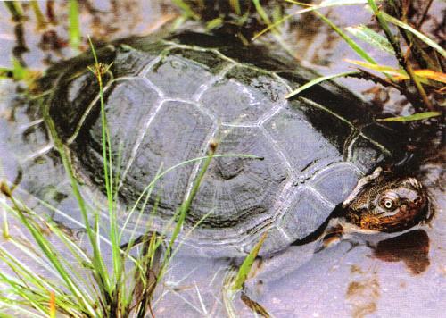 一村一品“黃沙鱉村”緊跟智慧農業步伐,對龜鱉全程溯源 一村一品“黃沙鱉村”緊跟智慧農業步伐,對龜鱉全程溯源